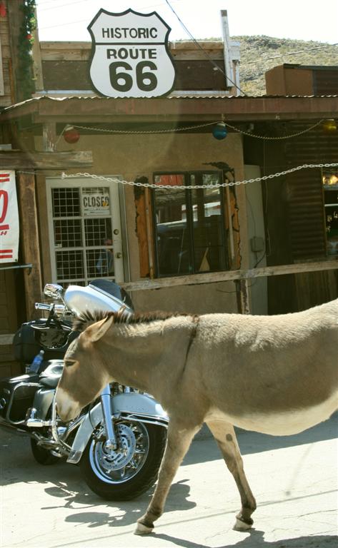 Burros en Oatman