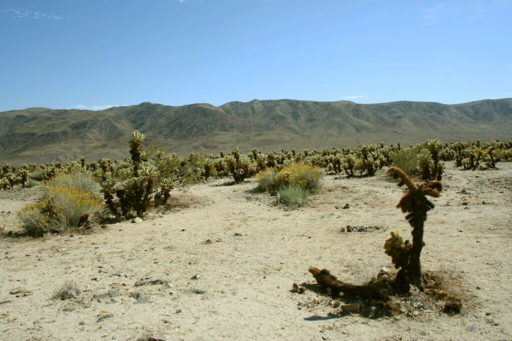 Joshua Tree