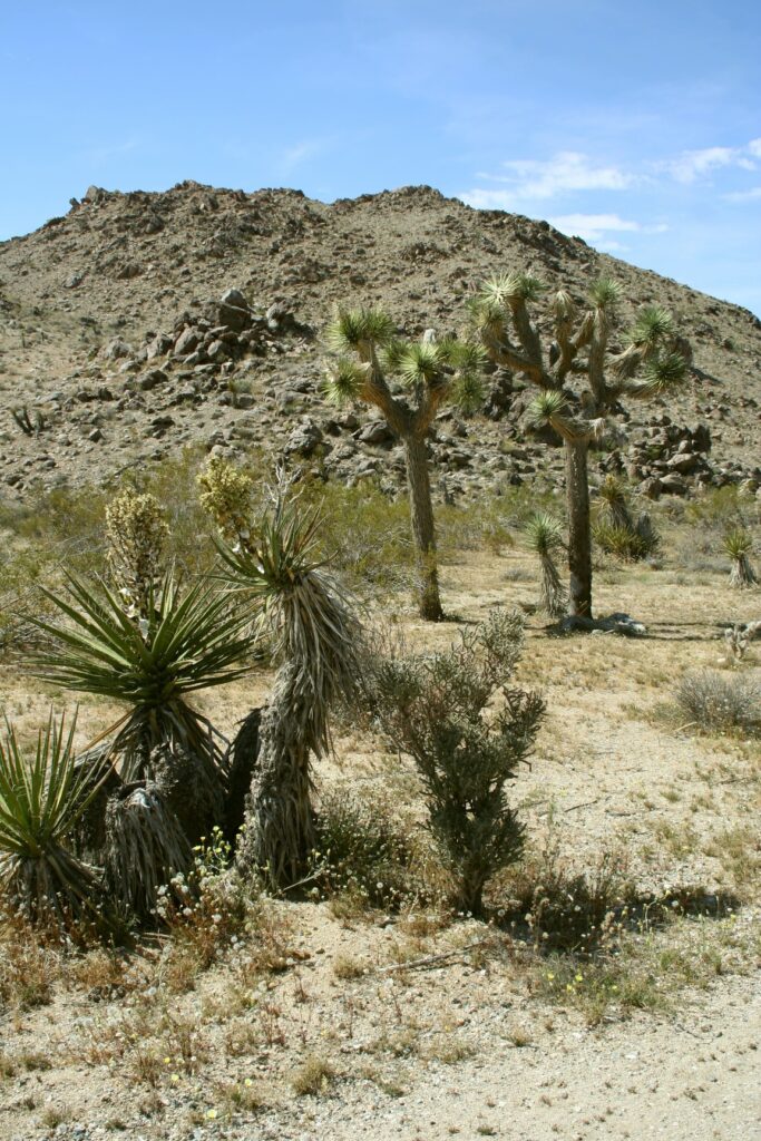 Joshua Tree National Park