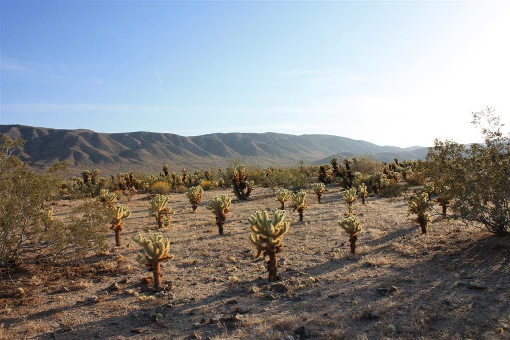 Joshua Tree