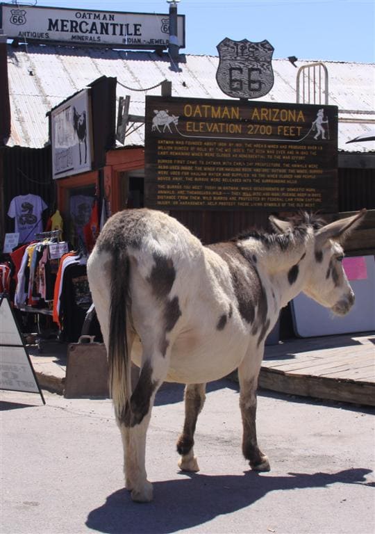 Ruta 66 Oatman