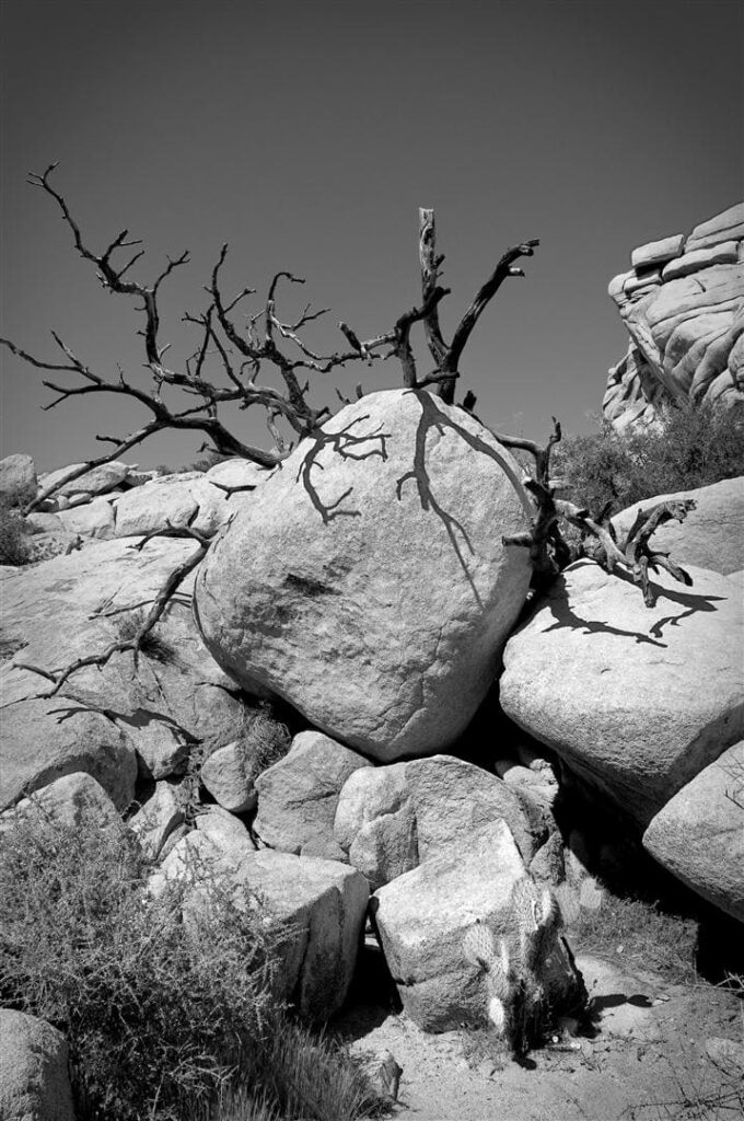 Fotos Joshua Tree