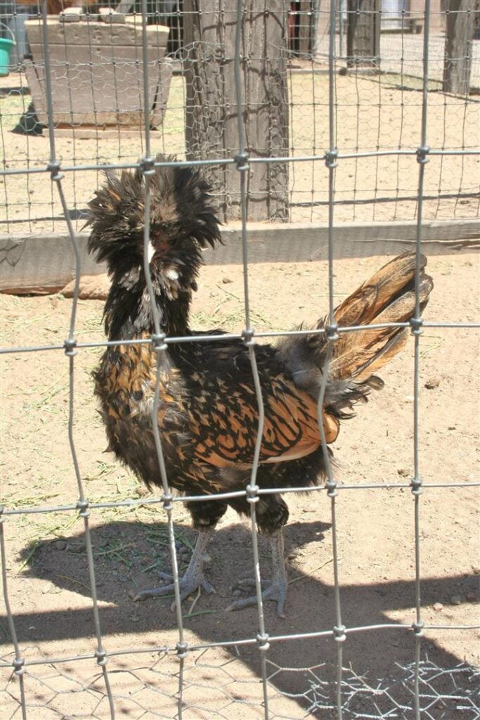 Gallinas en New Mexico