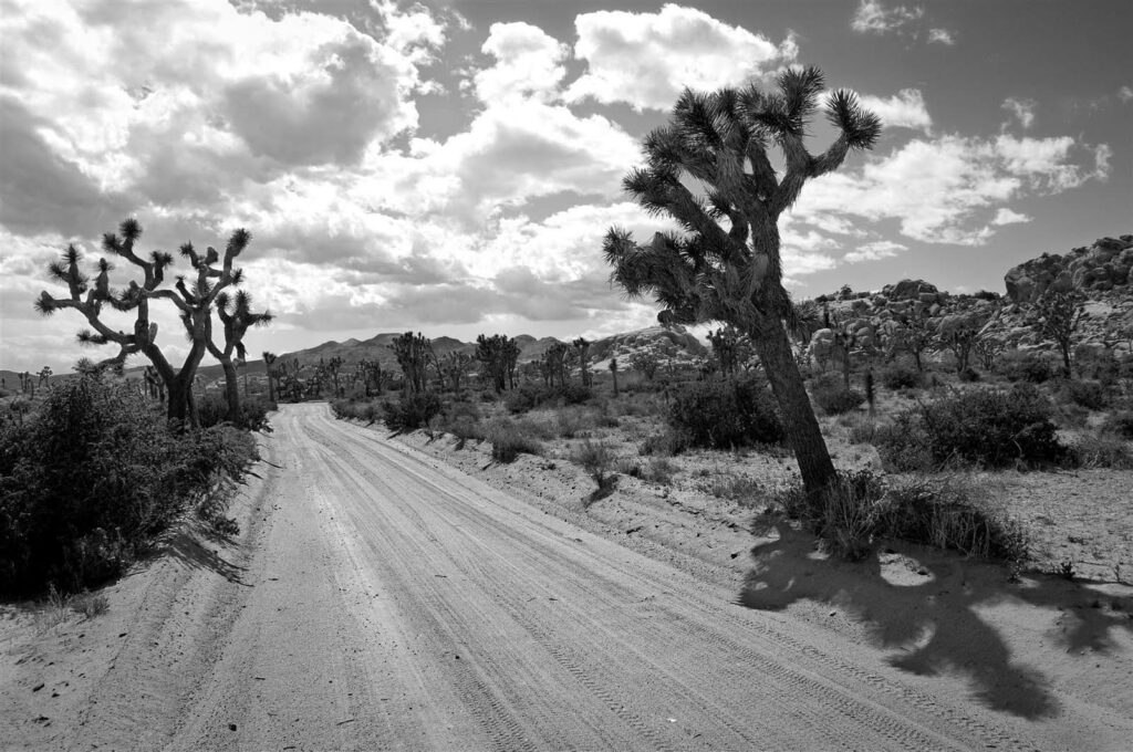 Joshua Tree