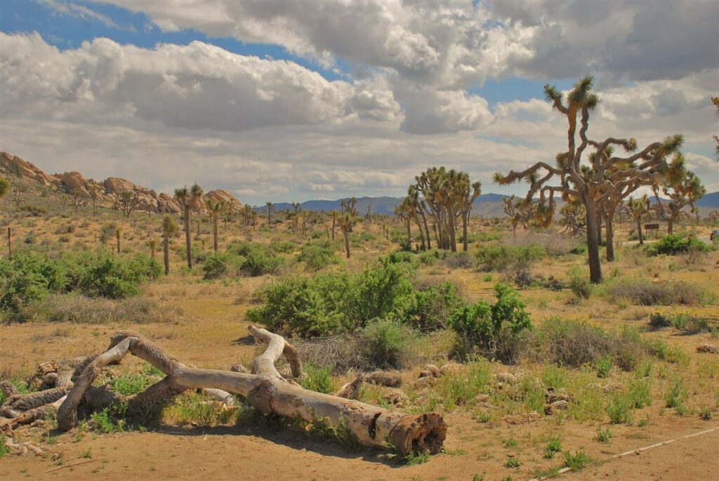 Visita Joshua Tree