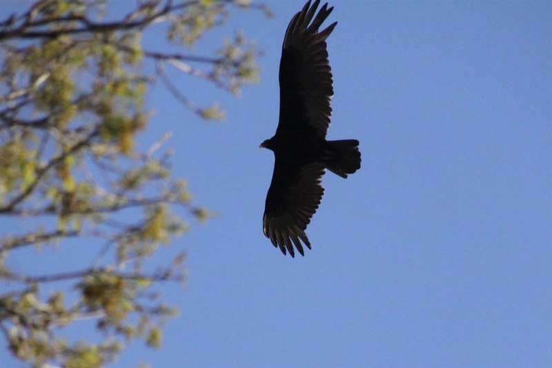 Aguilas en Manatee Springs State Park