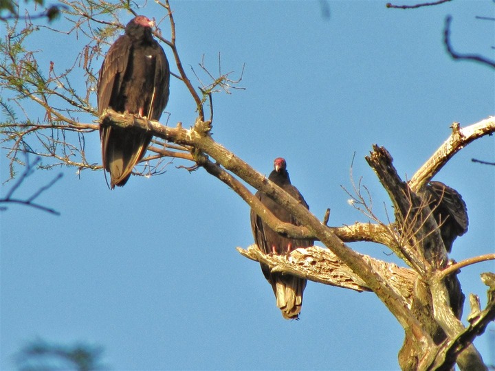 Aves en Manatee Springs State Park