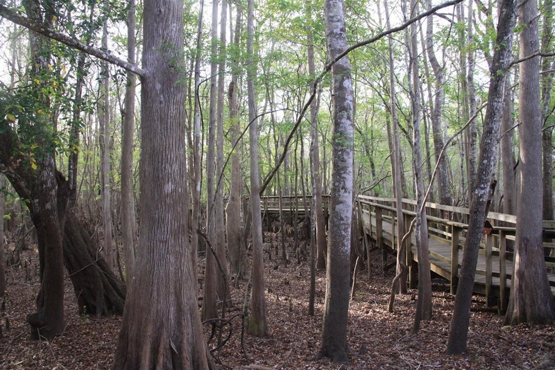 Bosque en Manatee Springs State Park