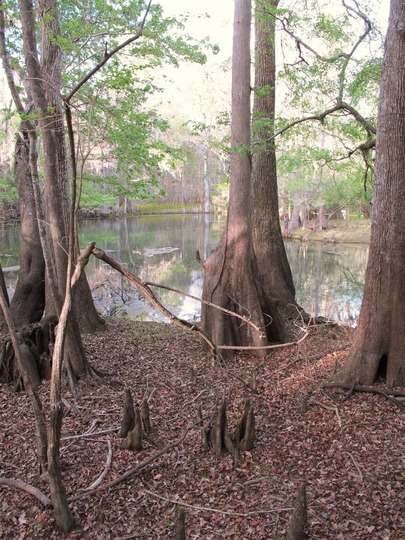 Lago en Manatee Springs State Park