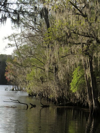 Naturaleza en Manatee Springs State Park