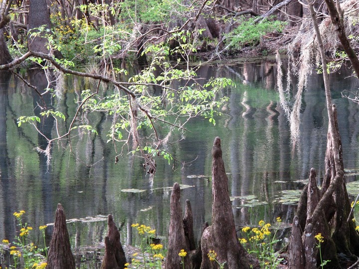 Pantanos en Manatee Springs State Park