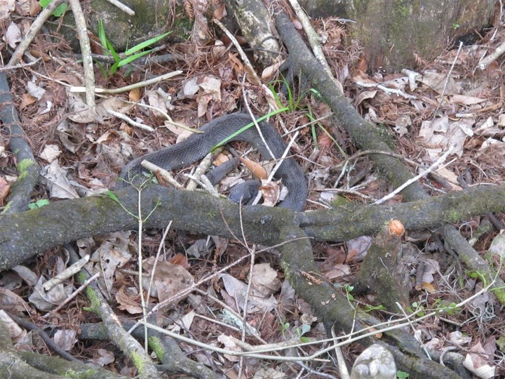 Serpiente en Manatee Springs State Park