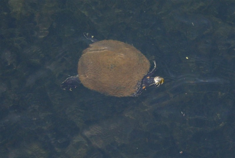 Tortugas en Manatee Springs State Park