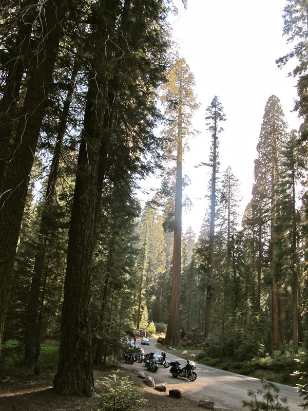 Ruta en moto Sequoia National Park. Recorrer USA en moto