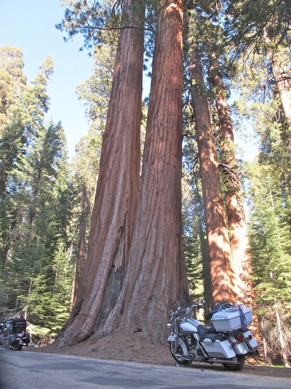 Viaje en moto Sequoia National Park. Recorrer USA en moto