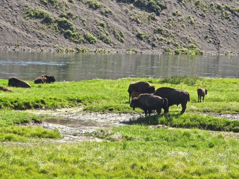 Búfalos en Yellowstone, viaje USA. Viajes en moto por USA