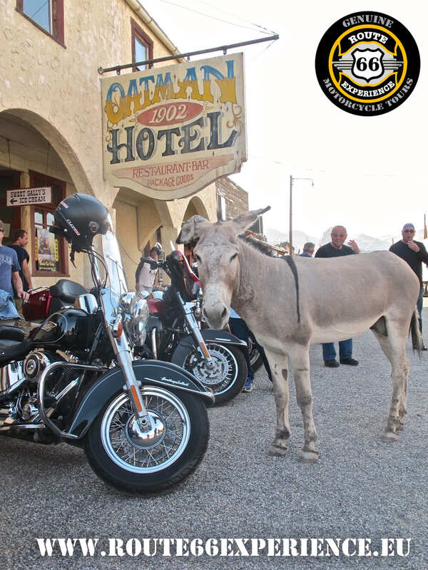 Route 66 experience, burros en Oatman. Viaje ruta 66 en grupo