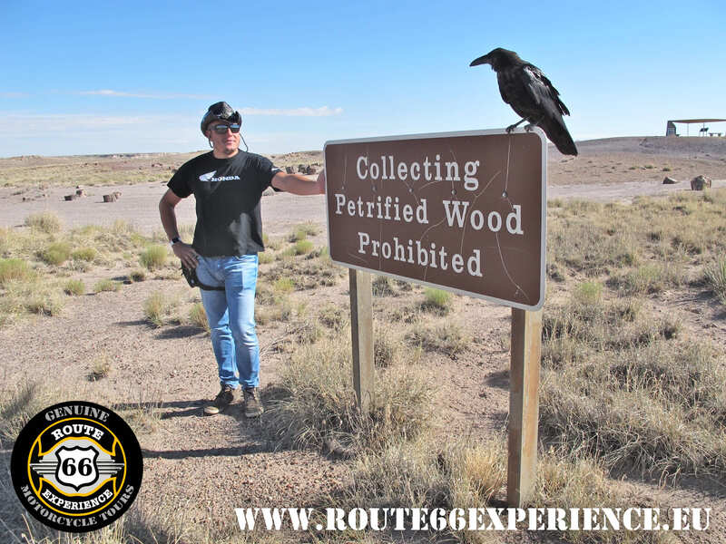 Route 66 Experience, cuervo en Petrified Forest
