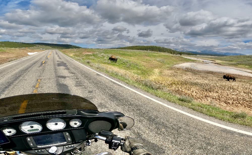 Bisontes en la carretera, ruta Parques Nacionales USA