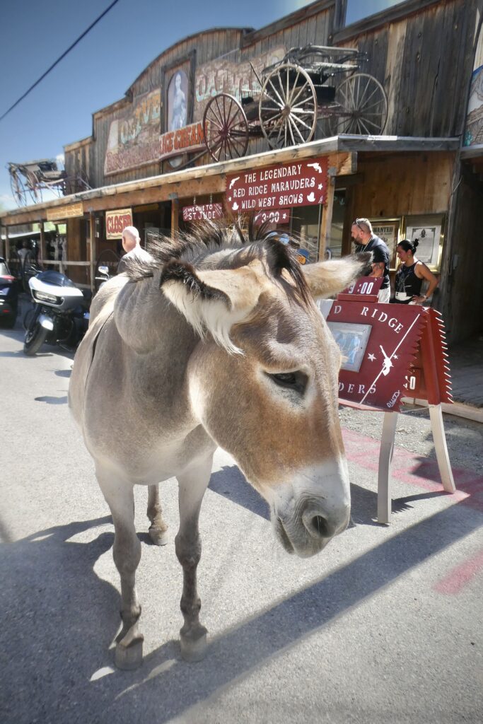 Burros en Oatman, ruta 66