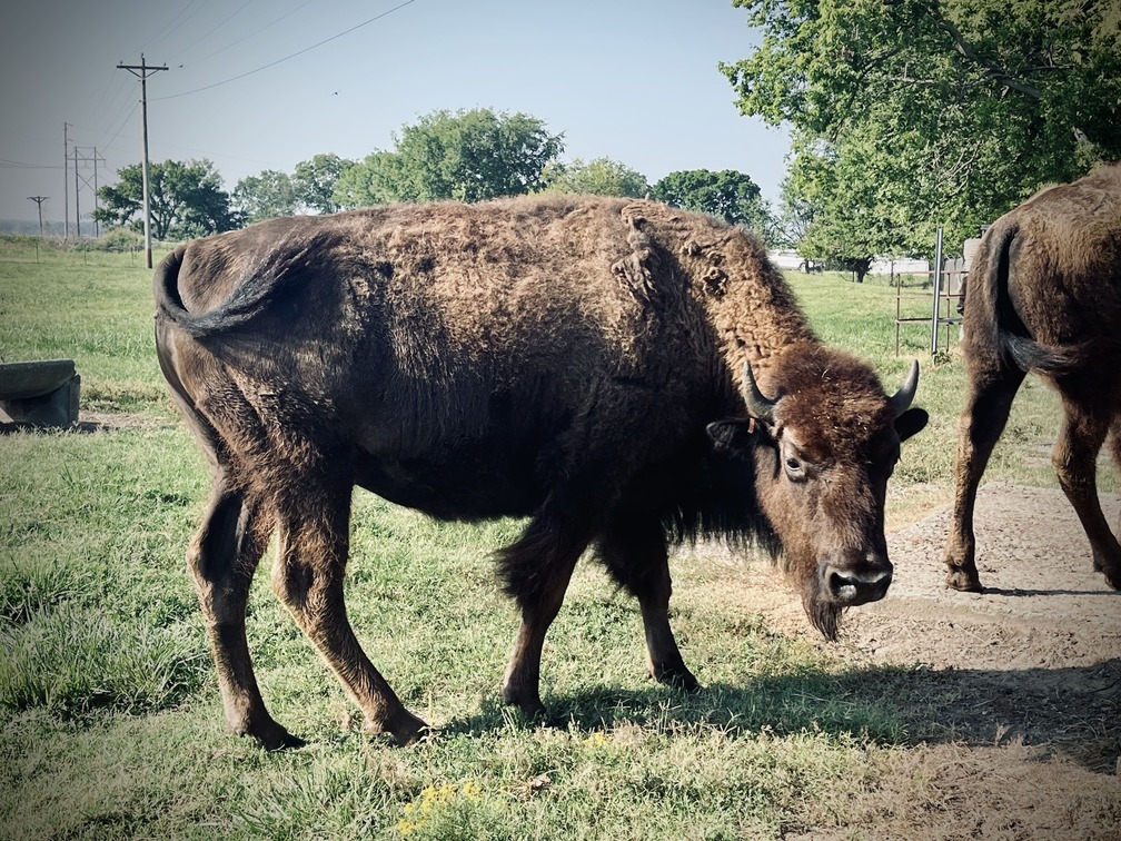 Woodshed of Buffalo Ranch